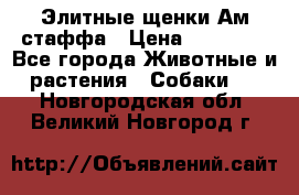 Элитные щенки Ам.стаффа › Цена ­ 25 000 - Все города Животные и растения » Собаки   . Новгородская обл.,Великий Новгород г.